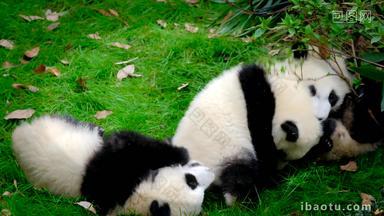 熊猫幼崽成都三个